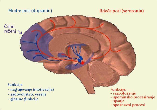 Možganska skorja poskrbi za kontrolo nad ugodjem Višje funkcije v možganski skorji