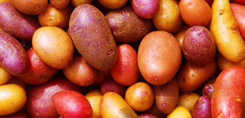 When the Spanish conquistadors conquered the Inca Empire, the first thing they exported to Europe was the potato, where it was quickly