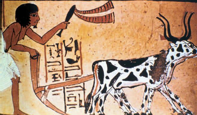 Discover Ancient Egypt A farmer harvests grain. Bread made from wheat flour or beer made from barley were parts of the Egyptian diet. garlic, and cucumbers.