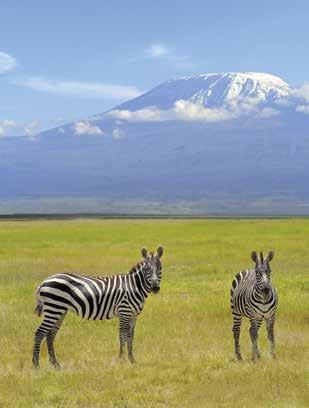 AFRICA Kenya & Tanzania Wildlife Safari 12 days priced from $6,495 Limited to 18 guests Visiting Nairobi, Amboseli National Park, Lake Manyara National Park, Ngorongoro Crater, Serengeti National