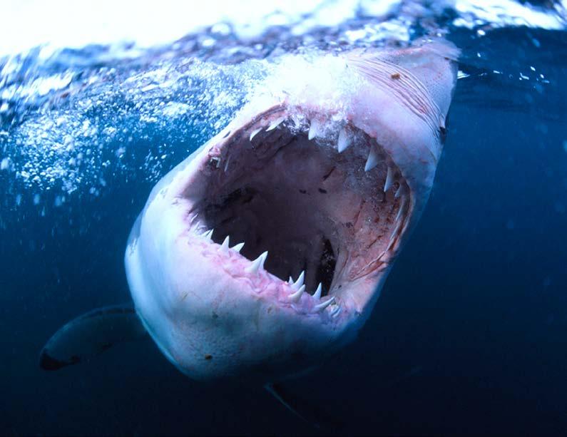 UP CLOSE WITH GREAT WHITE SHARKS