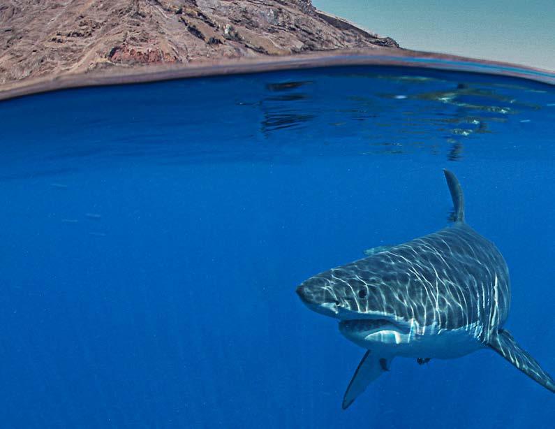 WHY ARE THEY GREAT WHITE SHARKS GREAT WHITE SHARKS CAN GROW TO BE 20 FT / 6.1 M LONG AND WEIGH MORE THAN 5,000LBS / 2,260KG.