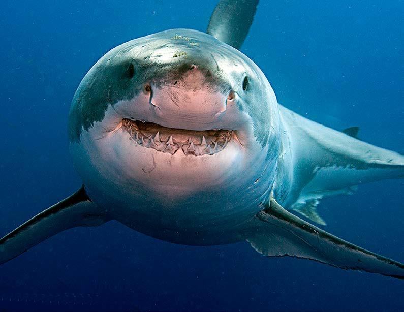 7 THINGS MORE DANGEROUS THAN SHARKS You re more likely to die from a falling icicle or a lightning strike than a shark attack.