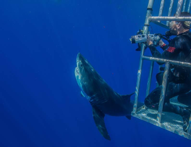SHARK CAGE DIVING WHAT YOU NEED TO KNOW There are two cages. Once cage is attached to the diving platform at the surface level, another cage that is lowered to 20 ft / 6.1 m.