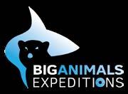 CONTACT BIGANIMALS EXPEDITIONS TO BOOK YOUR SHARK DIVING