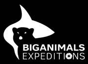 COM BigAnimals Expeditions has been leading shark diving trips