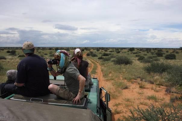 to arrive in Nossob Camp for lunch. We refuel the vehicles and take a beautiful scenic drive through red sand dunes covered in grass during good rains.