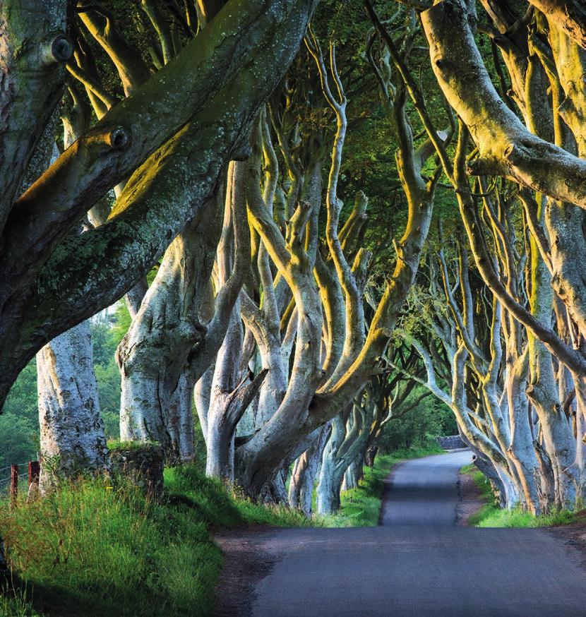 Below: The beech tree-lined road known as the Dark Hedges in Northern Ireland, which featured in Season 2 of Game of Thrones. Cast and crew are reportedly returning here to film scenes for Season 7.