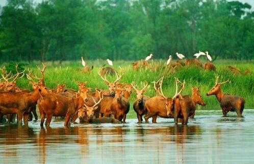 ROLE More than 300 endangered species in China