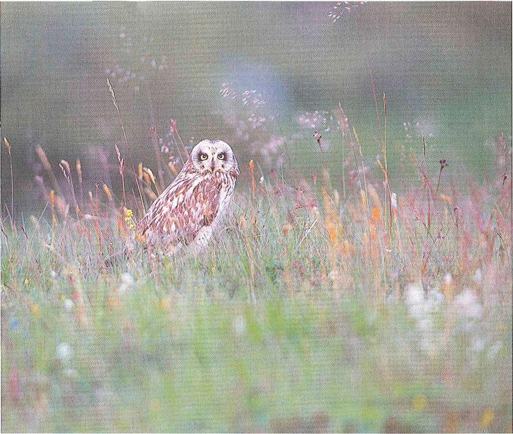 Brandugla, E: Short-eared Owl, D: Mosehornugle, Þ: Sumpfohreule, F: Hi