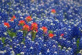 and gardens In the spring, Austin is colored in blankets of wildflowers.