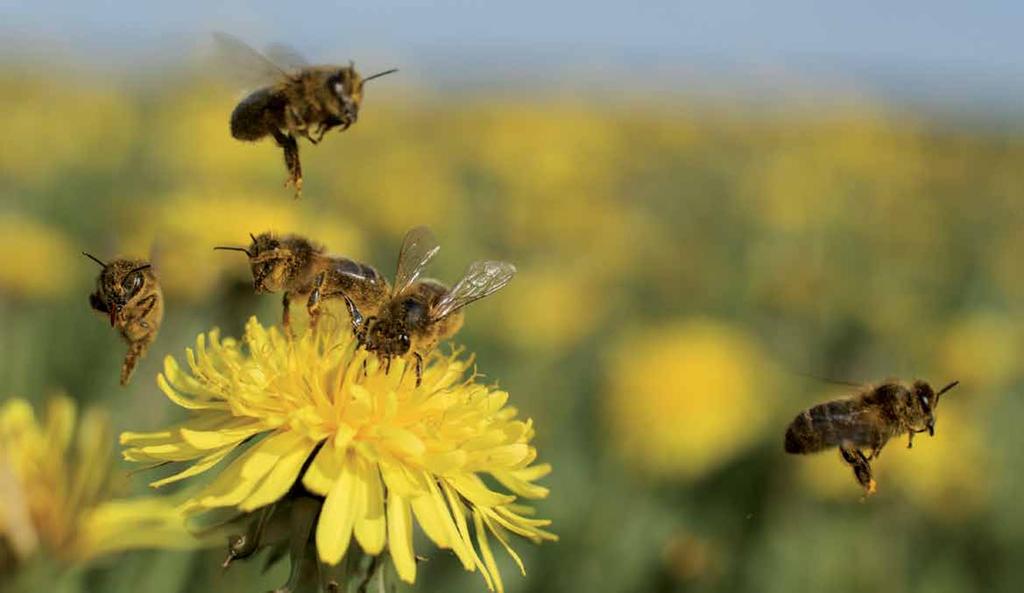 NA VLASTNÉ OČI: VČELY Prirodzené znaky ročných období Na včelárstve mám najradšej, že včely sú stále slobodné a nemusíme ich zabíjať pri získavaní medu z ich kolónií, hovorí Nicolas Perritaz*, pre