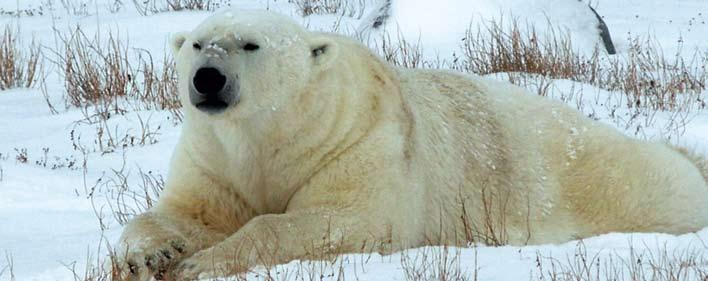 Polar Bears of Churchill Detailed Itinerary Oct 03/16 Our Polar Bear adventure starts and finishes in Winnipeg, Manitoba and includes return airfare to Churchill, a northern community with lots of