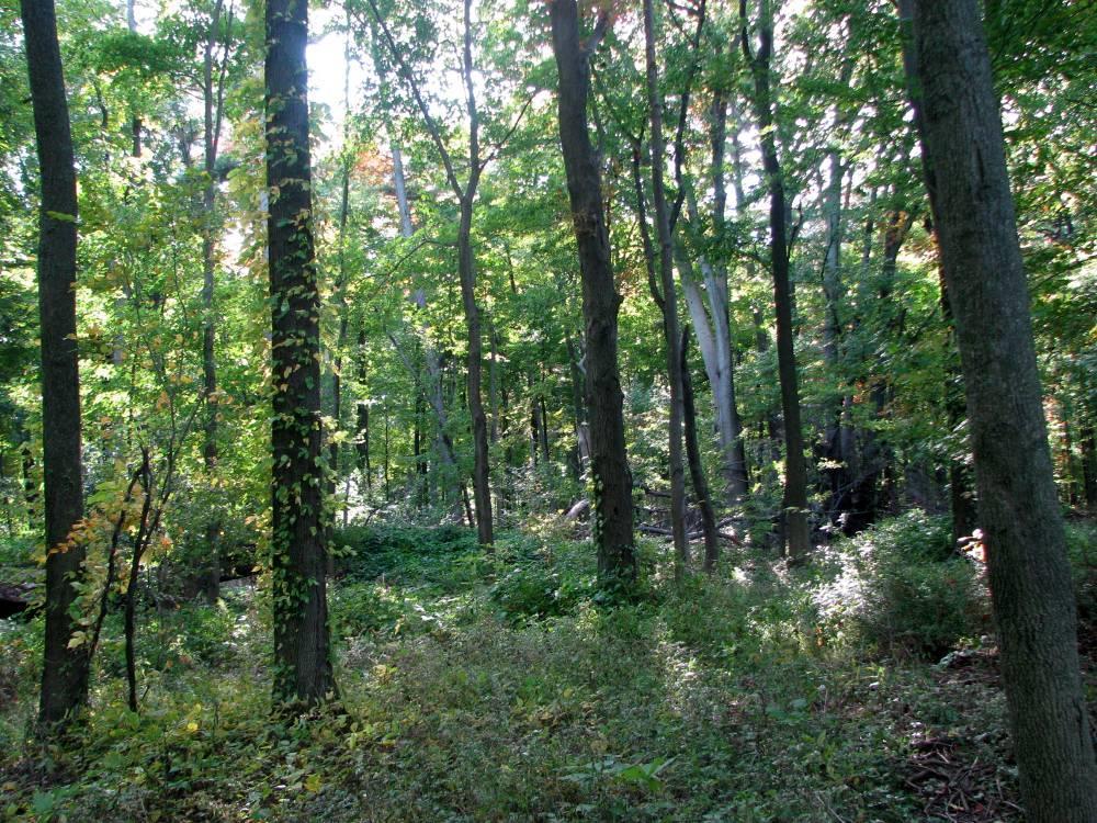 The site contains an ecologically diverse Carolinian Forest One of last stands of