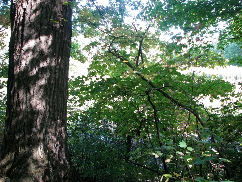 The Carolinian Forest needs preservation and enhancement Goals: Protect Species-At-Risk Encourage native