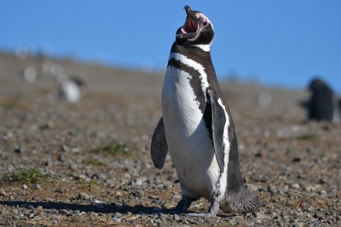 Megellanic penguin on Isla Magdelena. Photo courtesy of Luke Maillefer. The Torres del Paine National Park. Photo courtesy of Luke Maillefer. After leaving Punta Arenas the U.S.
