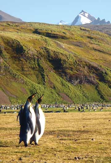 We are spoiled for choice of landings: the world s largest penguin rookeries, wandering albatross on nests, beaches of elephant and fur seals, and Grytviken s whaling museum all vie for our attention.