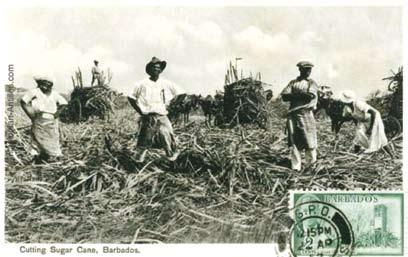 on 1838 Life and work for the rural poor in the 19th century During the 19th century, most Caribbean people worked in agriculture on the sugar plantations.