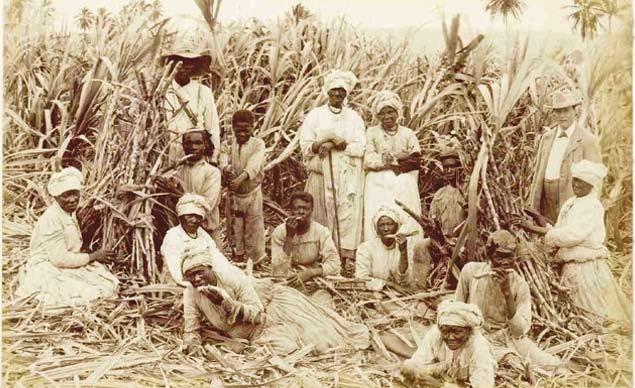 on 1838 Sugar Cane Cutters in Jamaica This photograph was taken in c.1880.