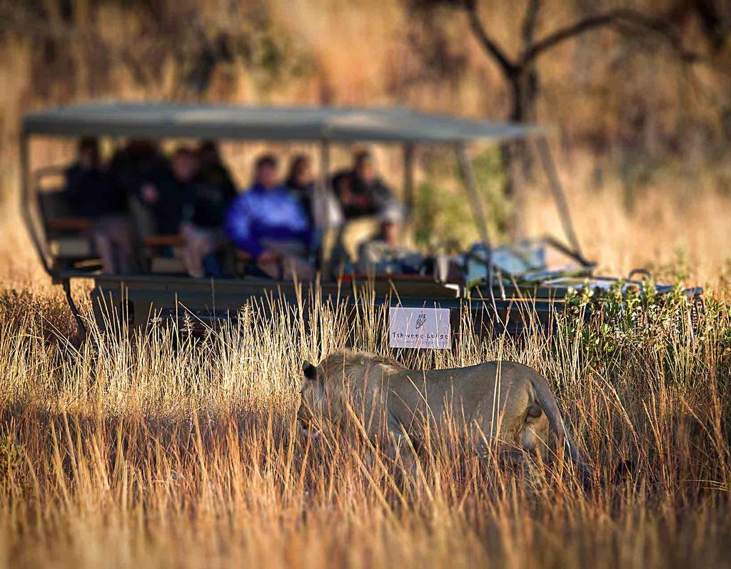 Enjoy an early morning safari and watch Africa awaken in front of your eyes.