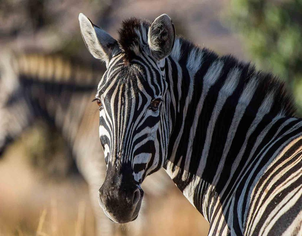 This malaria-free reserve has many species of antelope, zebra, giraffe, baboon, hyena, wild dog, and other fauna