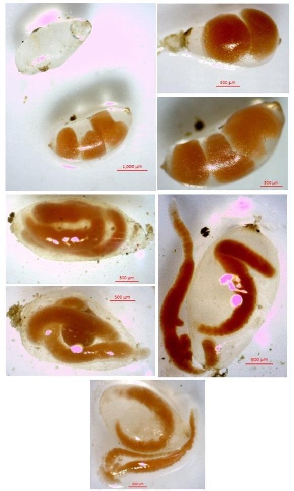 MATERIJAL I METODE Nalaz kokona i juvenilnih jedinki je bila potvrda da su laboratorijske kulture uspešno uspostavljanje, odnosno da je došlo do razmnožavanja crva u kontrolisanim uslovima (Slika 3.