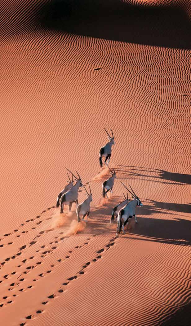 The famed sand dunes of the Namib Desert are