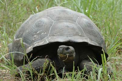 For some visitors (depending on the time of year) this is the only time to see Giant Tortoises and certainly the closest range opportunity.