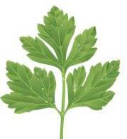 Stari Ata Science Says: If it Hurts to Pee, Put Parsley on Your Plate.