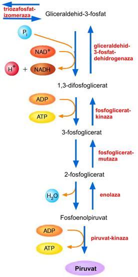 2. Teorijski dio koncentracije (Guyton i Hall, 2003.). Čim uđe u stanicu, glukoza se fosforilira uz pomoć ATP-a (Slika 2) i prevodi u oblik koji se zove glukoza-6-fosfat.