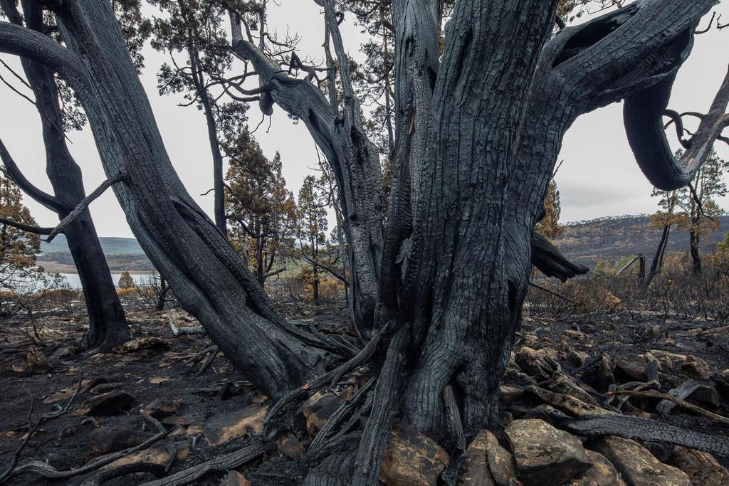 CATASTROPHIC IMMEDIATE THREAT TO KEY PARTS OF THE TASMANIAN WILDERNESS WORLD