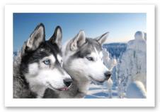 Today you will first visit a local HUSKY FARM where friendly huskies welcome to the