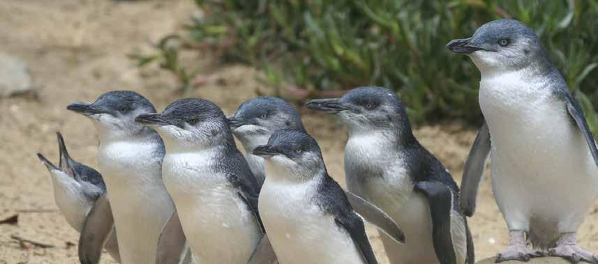 Phillip Island Penguins Direct Tour $115 Incl. Entry Fees & Tour Guide It s all about the penguins! Join us on our express bus trip directly to the world famous Penguin Parade.