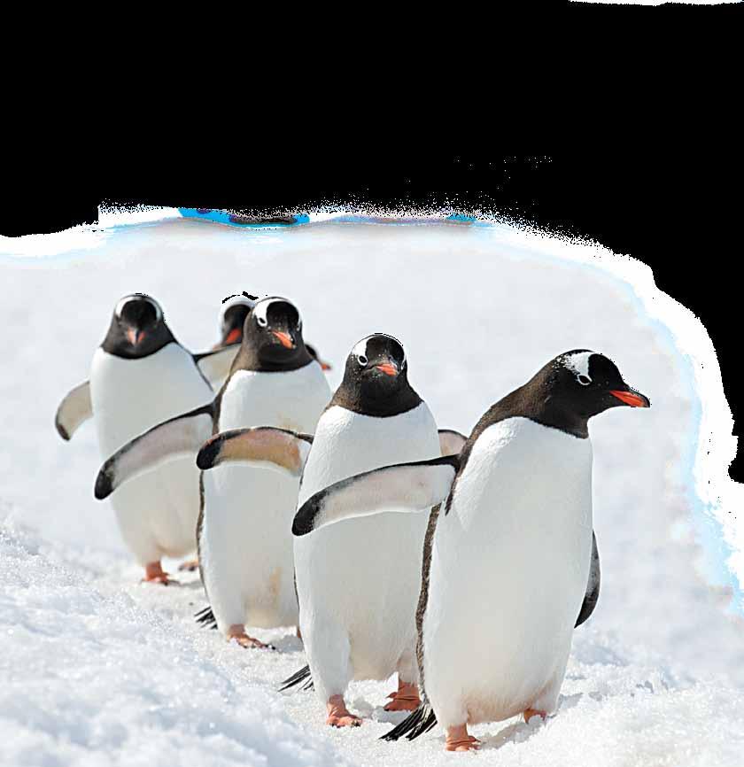 JOURNEY TO ANTARCTICA: THE WHITE CONTINENT 14 DAYS/11 NIGHTS Aboard NATIONAL GEOGRAPHIC EXPLORER PRICES FROM: $12,350 to $23,560 (See page 34 for complete prices.