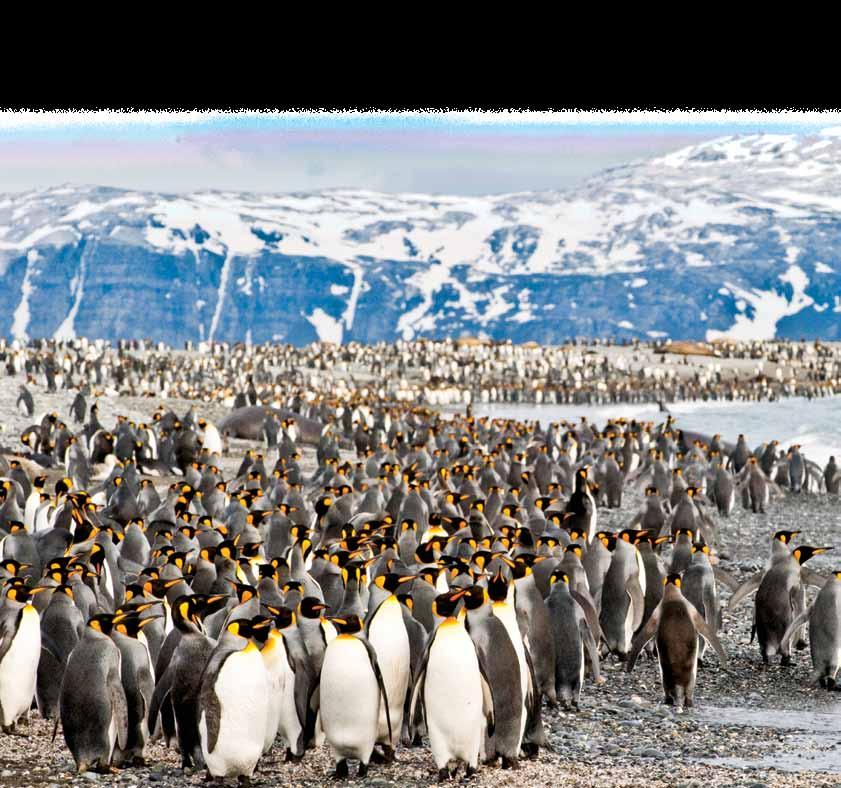 Antarctica, South Georgia, and the Falklands 24 DAYS/21 NIGHTS Aboard NATIONAL GEOGRAPHIC EXPLORER AND NATIONAL GEOGRAPHIC ORION PRICES FROM: $21,360 to $41,190 (See pages 34 & 36 for complete prices.