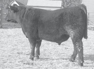 Last year s bull went to Gregg Hegland of ND. LOT 6128 - THR THOR 6128D PYRAMID LONGMIRE 1215 PYRAMID LONGMIRE 3224 SUMMIT GINA 76 THR MISS THOR 9005B LEMAR FINAL ANSWER 67T THR MISS THOR 7039B Mar.