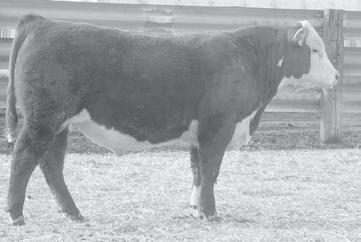 09 Scurred 113Z bull with some eye pigment. Powerfully thick and moderate framed. Dam, 2160, is another Harland daughter with outstanding grandmother.