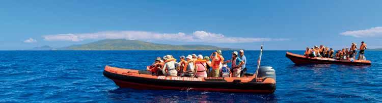 Sea Activities Faial WHALE WATCHING - Half Day The whale watching trip is from 3 to 4 hours, depending on weather conditions and the presence of whales and dolphins.