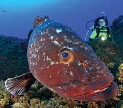 Also frequent encounters with large and friendly groupers.