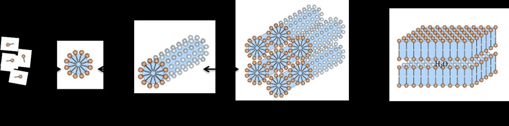 Slika 4. Različiti idealizirani micelarni oblici molekula tenzida u vodenim otopinama (web 6).