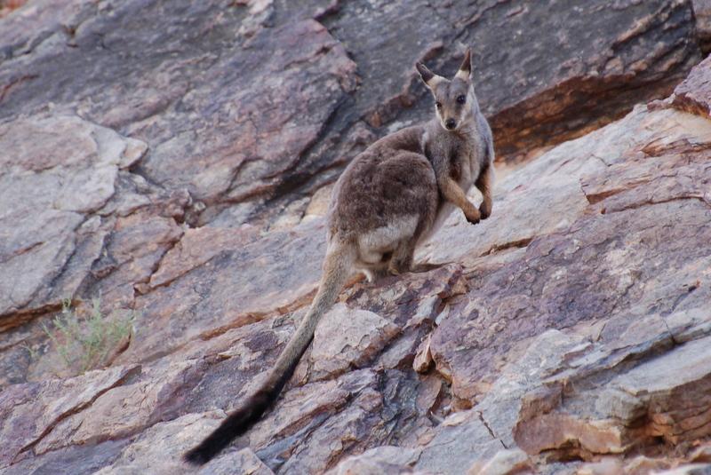 Black-footed Rock Wallaby New South Wales We didn't really try for any mammal watching here, too busy enjoying the delights of Sydney.