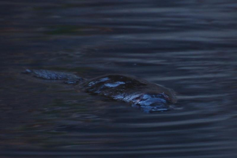 We also spotted a Platypus in their lake at dusk, and they claim to have up to eight of them living there.
