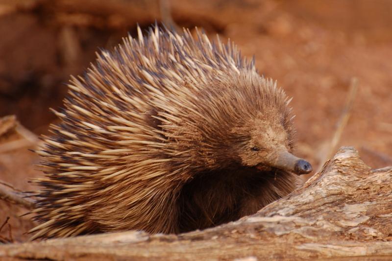 Short-beaked Echidna Back on the mainland we went up to the Flinders Ranges and following a tip we found two of the incredibly handsome Yellow-footed Rock-wallabies before dusk at Warren Gorge, just