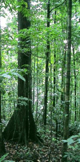 Tropical Rain Forest (Global) One third of the world s forests Four-fifth of the