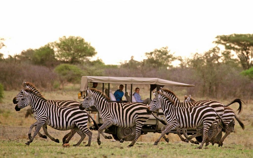 Serengeti Migration Safari (Nov - June) TANZANIA 9 Days December 4 12, 2017 Kilimanjaro - Arusha,