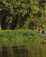 In the early morning, board long boats that take us into the waterways of the park for eye level views of the astounding flora and fauna in its natural habitat.