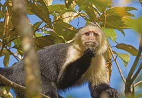 In the afternoon, embark on a second boat tour through the canals with further opportunities to see the native wildlife; maybe spot a capuchin monkey or toucan in their natural habitat.