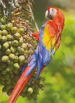 Las Isletas de Granada, Lake Nicaragua Scarlet Macaw, Costa Rica Day 9 Granada & Masaya Volcano.