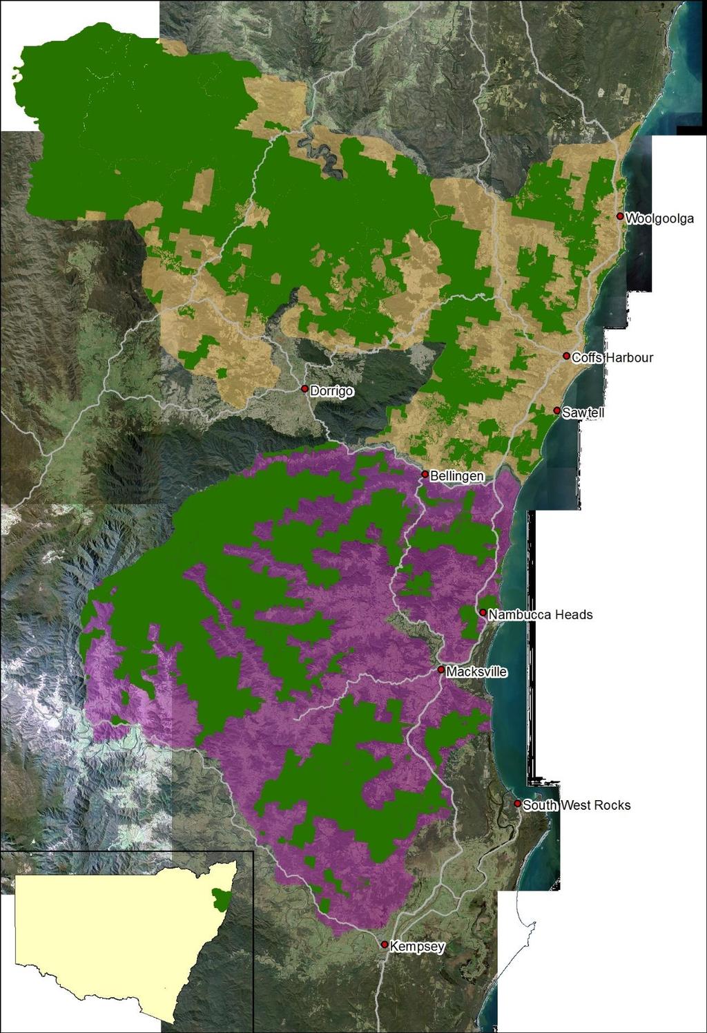 Figure 3: Geographical distribution of the Coffs Harbour Guy Fawkes (yellow polygon) and the Bellenger Nambucca Macleay (purple polygon) koala
