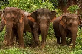 elephants Jungle trek Boo Sra